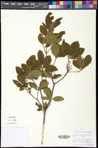 Rhododendron prinophyllum image