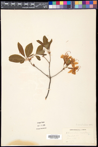 Rhododendron prinophyllum image