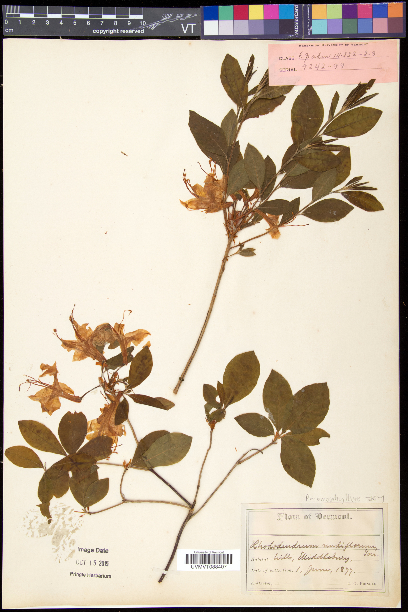 Rhododendron prinophyllum image