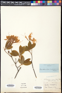 Rhododendron periclymenoides image