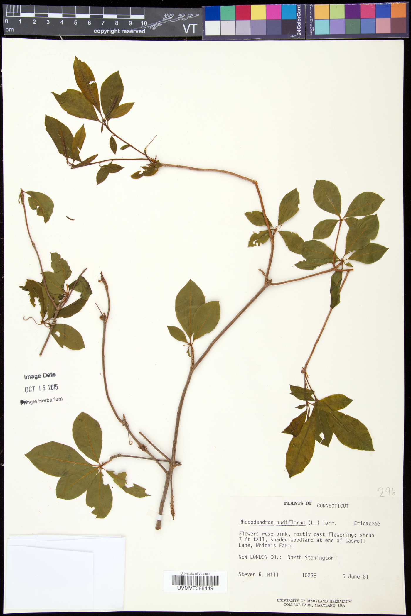 Rhododendron periclymenoides image