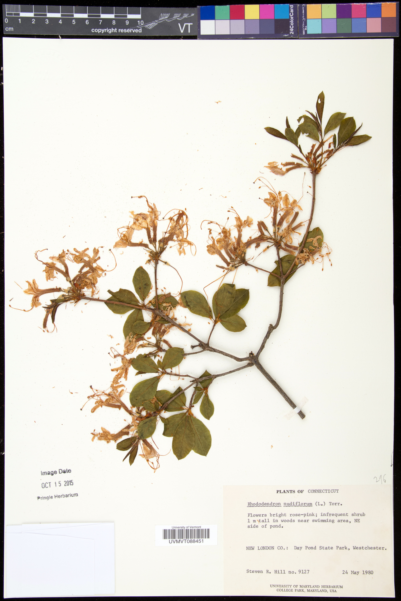 Rhododendron periclymenoides image