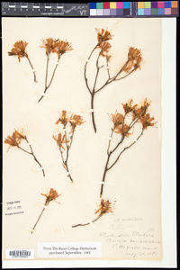 Rhododendron canadense image