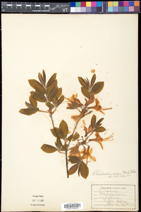 Rhododendron prinophyllum image