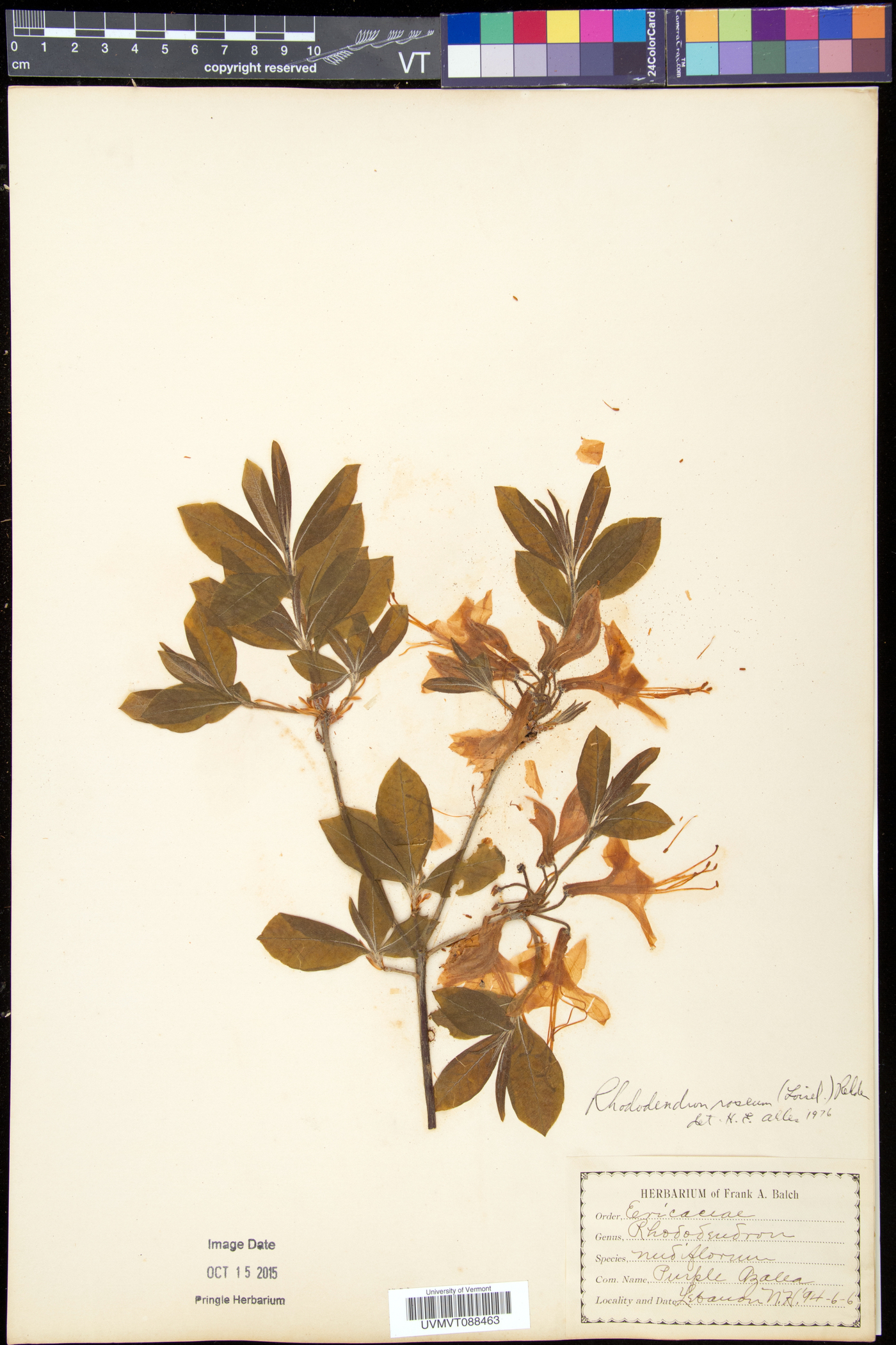 Rhododendron prinophyllum image