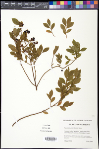 Vaccinium angustifolium image