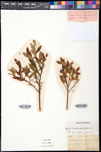 Vaccinium angustifolium image