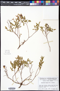 Vaccinium boreale image