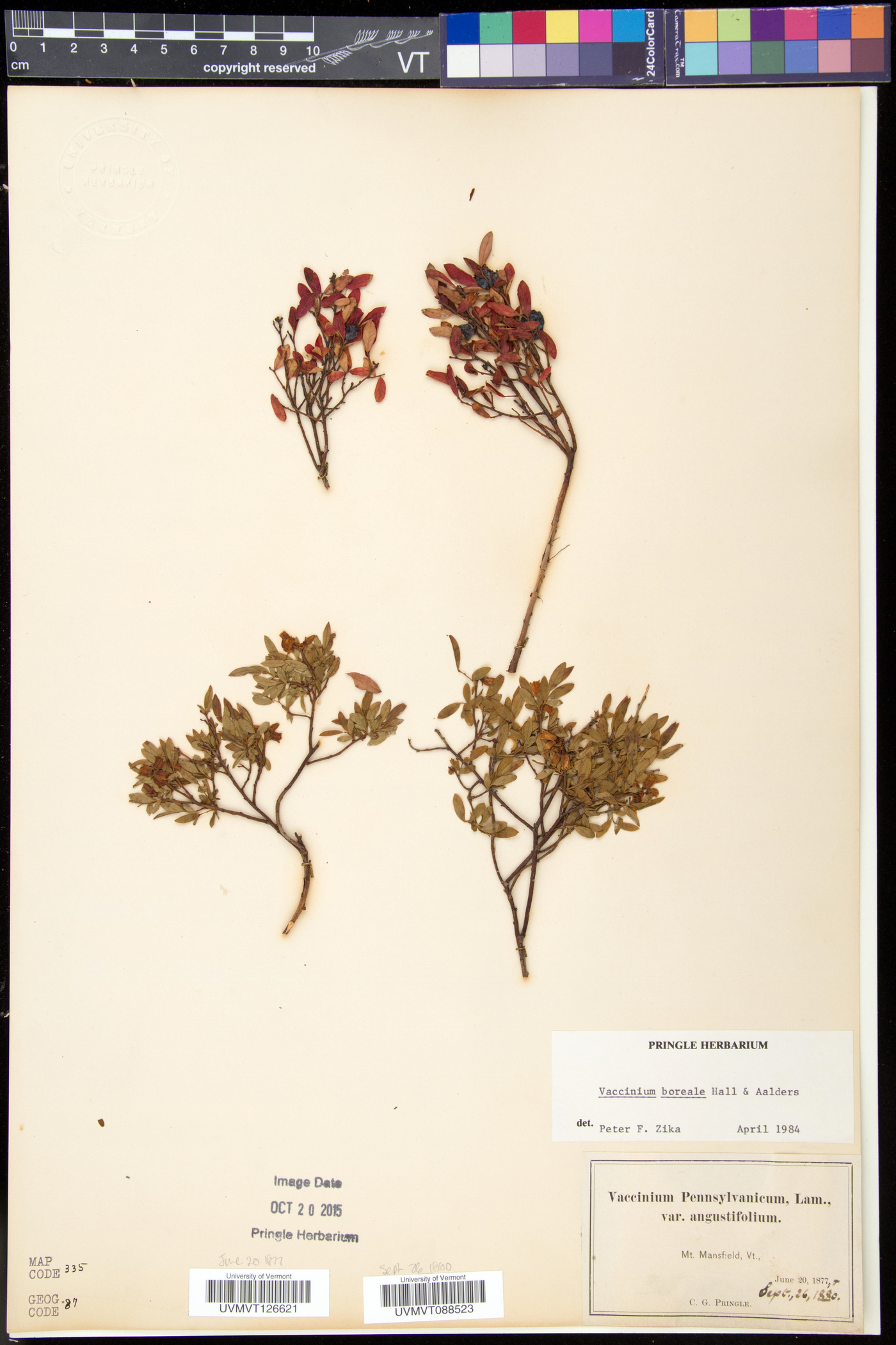 Vaccinium boreale image