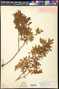 Vaccinium angustifolium image