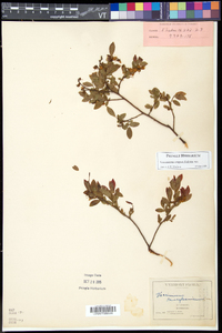 Vaccinium angustifolium image