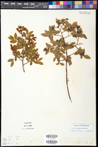 Vaccinium angustifolium image