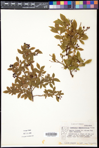 Vaccinium angustifolium image