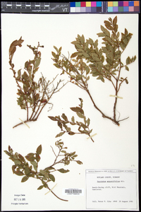 Vaccinium angustifolium image