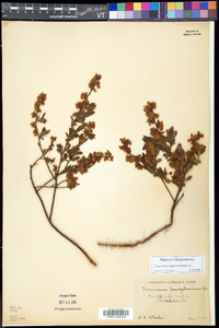 Vaccinium angustifolium image