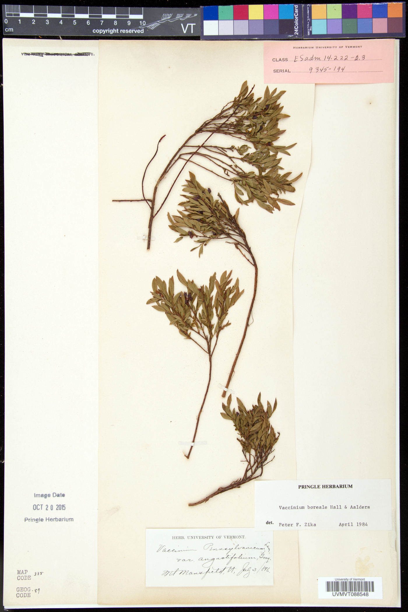 Vaccinium boreale image