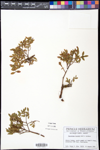 Vaccinium boreale image