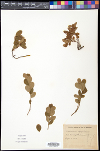 Vaccinium caespitosum image