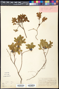 Vaccinium caespitosum image