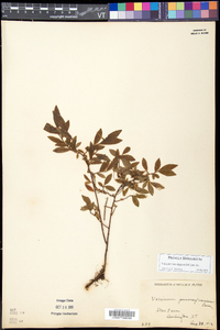 Vaccinium angustifolium image