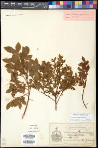 Vaccinium angustifolium image