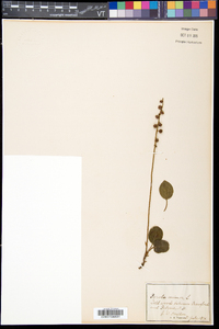 Pyrola minor image