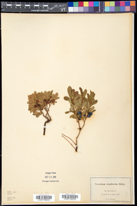 Vaccinium caespitosum image