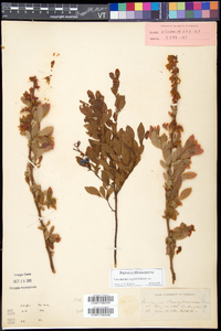 Vaccinium angustifolium image