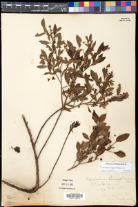 Vaccinium angustifolium image