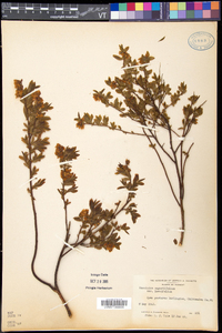 Vaccinium angustifolium image