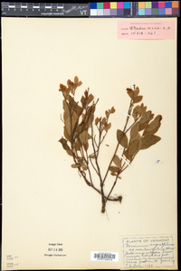 Vaccinium angustifolium image