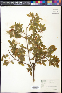 Vaccinium myrtilloides image