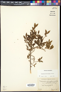 Vaccinium myrtilloides image