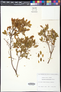 Vaccinium myrtilloides image