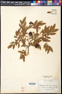 Vaccinium myrtilloides image