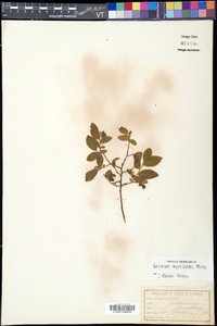 Vaccinium myrtilloides image