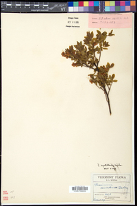 Vaccinium myrtilloides image