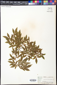 Vaccinium myrtilloides image