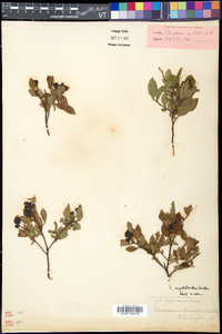 Vaccinium myrtilloides image