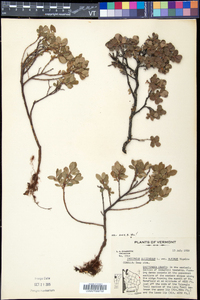 Vaccinium uliginosum image