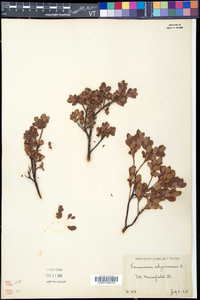 Vaccinium uliginosum image