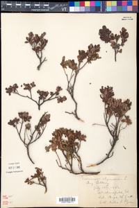 Vaccinium uliginosum image