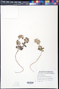 Vaccinium vitis-idaea image