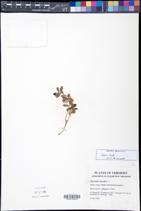 Vaccinium vitis-idaea image