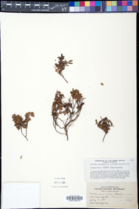 Vaccinium vitis-idaea subsp. minus image