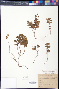 Vaccinium vitis-idaea image