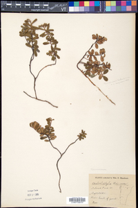 Vaccinium vitis-idaea subsp. minus image