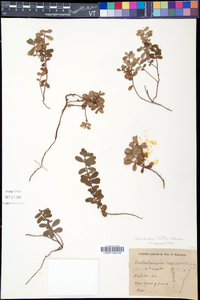 Vaccinium vitis-idaea image