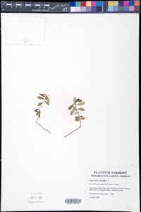 Vaccinium vitis-idaea subsp. minus image
