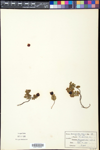 Vaccinium vitis-idaea image